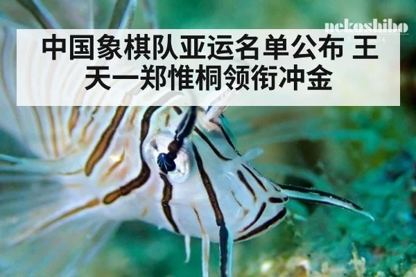 中国象棋队亚运名单公布 王天一郑惟桐领衔冲金